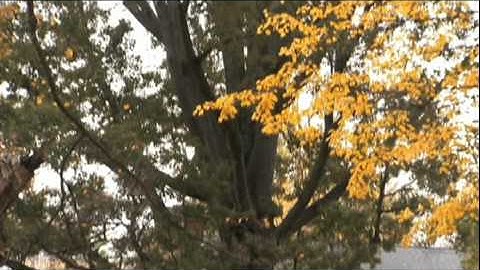 Benefits of Urban Forests.mov