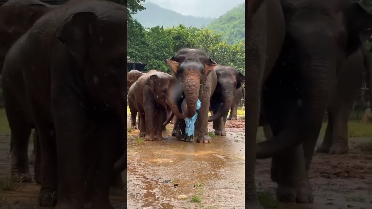 Elephant Umbrella! Adorable Animal Friendship Moments