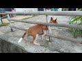 Lucu | anjing terjebak di pagar bambu | terlepas setelah di tolong manusia