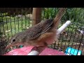 Suara Cigun Gacor Ampuh Untuk Masteran Burung Ciblek Gunung Bahan Supaya Cepat Bunyi Ngebren Mp3 - Mp4 Download