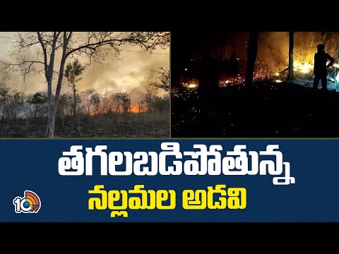 Massive Fire Incident in Nallamala Forest | తగలబడిపోతున్న నల్లమల అడవి | 10TV News - 10TVNEWSTELUGU