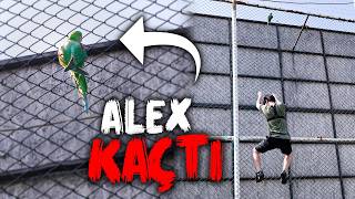 Alex Uçuş Eğitimi Yaparken Kaçtı