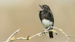 decu belang, masteran unik dengan nama populer kacer mini