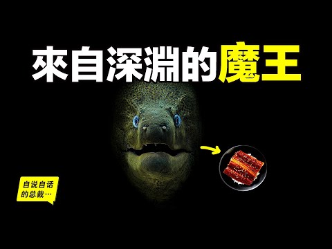 鰻魚：來自深淵的魔王，就像生化機械一樣，但它們真的要滅絕了，我們可能再也吃不到鰻魚飯了……|自說自話的總裁