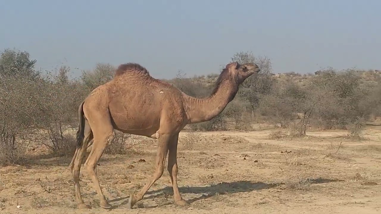 Rajasthan camel 16 feb 26
