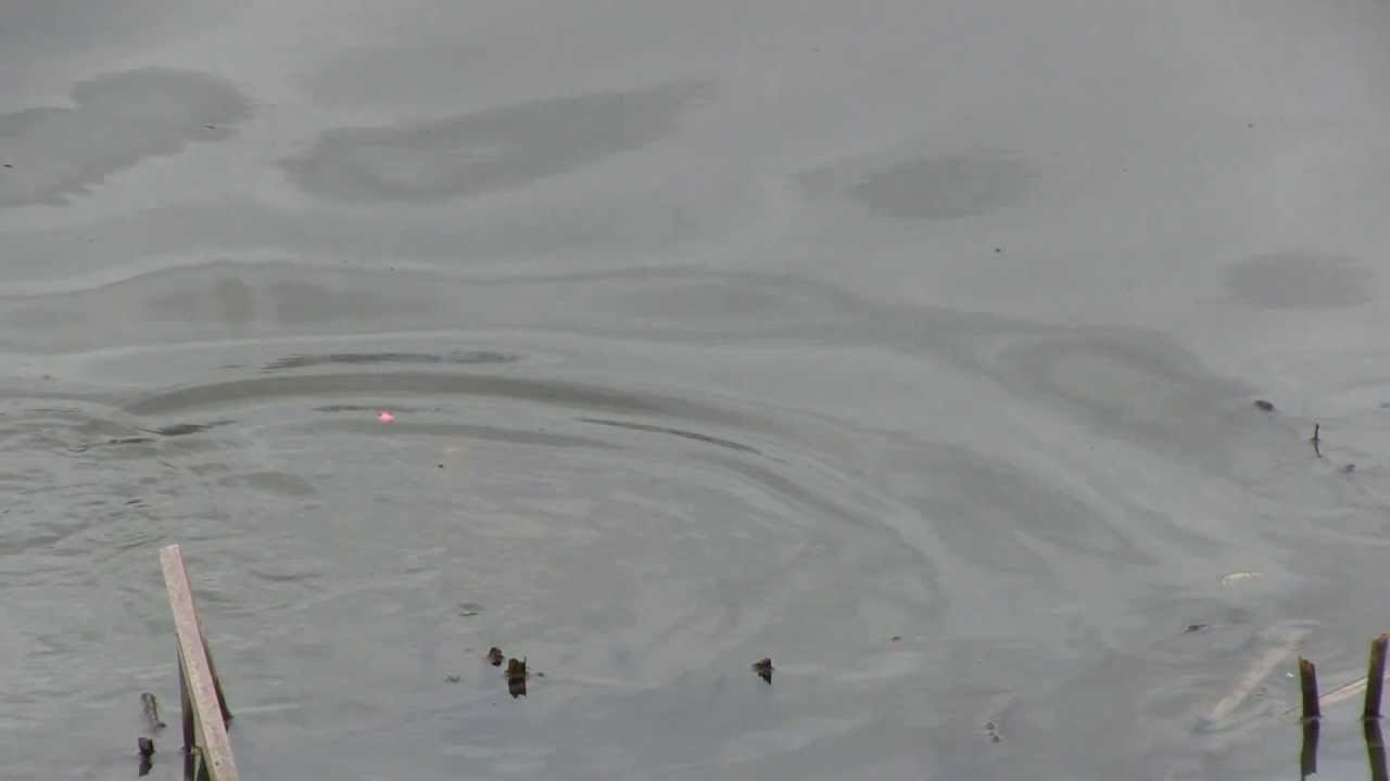 Enterprise Tackle NEW Mini Mixers Carp Fishing YouTube