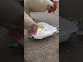 Hungry chickens