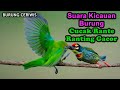 Suara Kicauan Burung Cucak Ranting, Rante Gacor Suara Jernih Cocok Buat Masteran