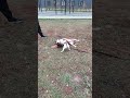 04.10.2024 #джекрассел #jackrussell #животные #джекрасселтерьер #собака #dog #дрт #pets