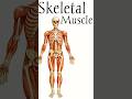 Major Skeletal Muscles of the Human Body | Muscular System | #anatomy #muscular