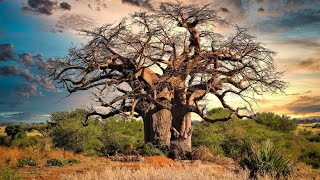 Baobab Tree: The Mysterious Tree of Life Explained Baobab Tree Learn Things About Amazing Baobab Tree