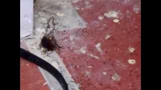 South Caicos Ants are Terrorists.