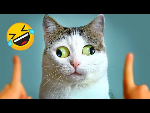 Video: Cinci Fapte Amuzante Despre Pisica Manx