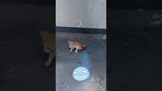 Iβm limping along. #cat