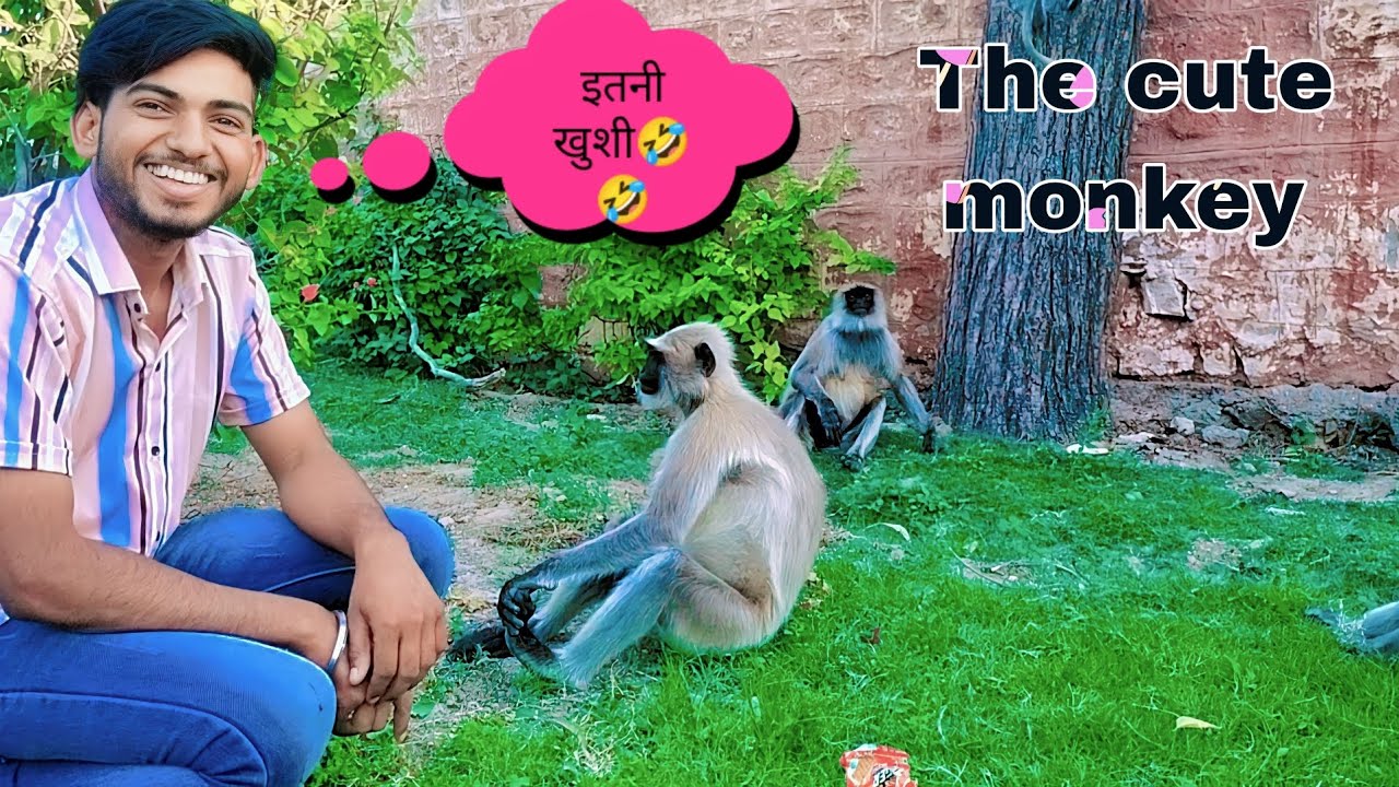 The cute monkey viral video