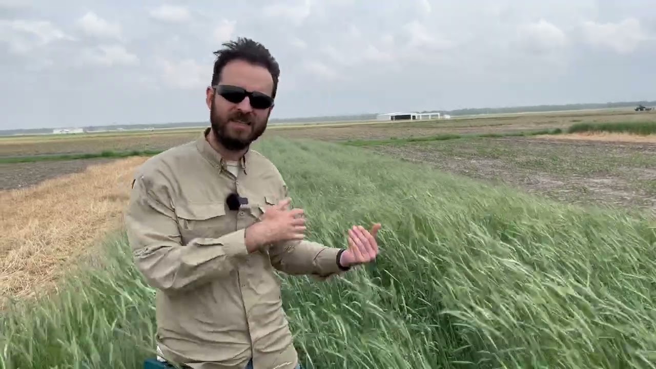 Cereal rye as a weed management tool