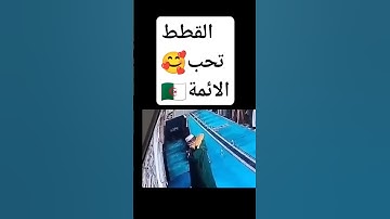 القطط تستانس💖 بتلاوة القران💖🌙🇩🇿جديد #اكسبلور