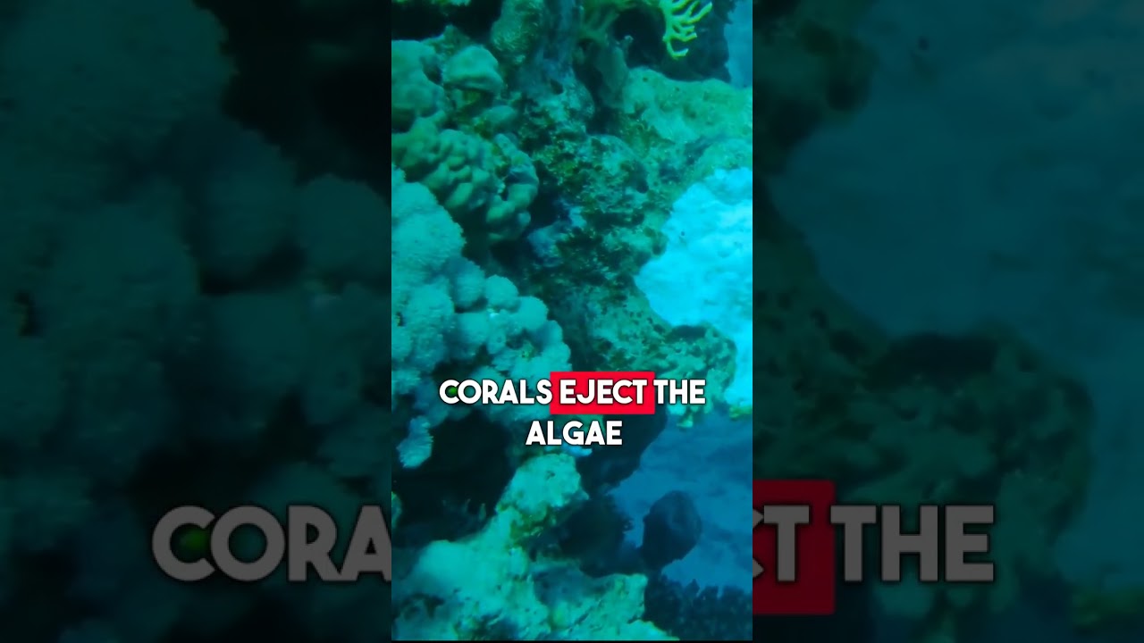 Why Are Our Coral Reefs Turning Ghost White?