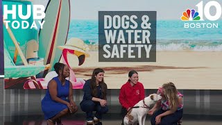 Dog days of summer: swimming safety tips for your pup | The Hub Today