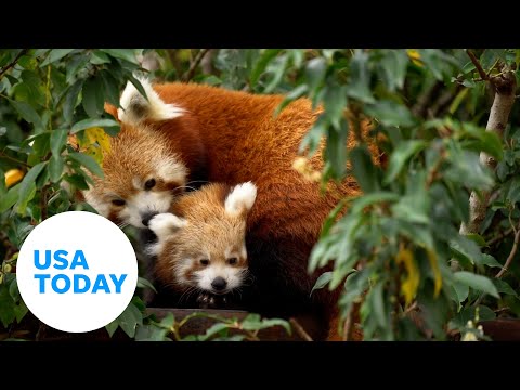 'Little Red' panda cub ventures outside at wildlife park in England | USA TODAY