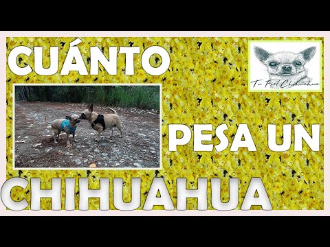 Video: El peso ideal para un chihuahua adulto