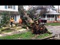 Dangerous Tree Cutting Fails With Chainsaw In Action - Heavy Big Tree Falling On Car Pathetic