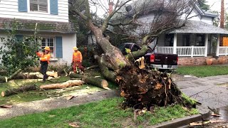 Dangerous Tree Cutting Fails With Chainsaw In Action - Heavy Big Tree Falling On Car Pathetic