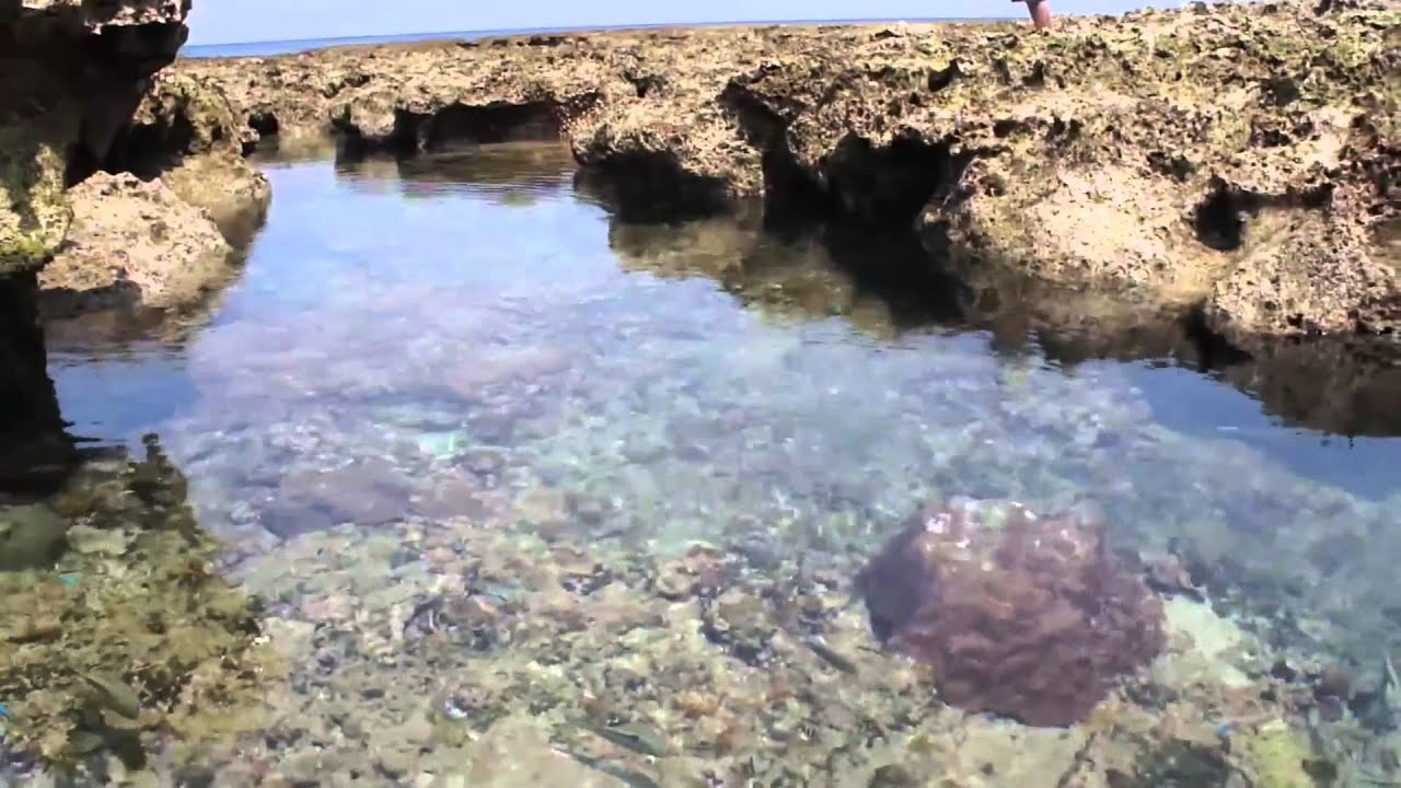 久米島 熱帯魚の家 癒し 熱帯魚天然水族館 日本 沖縄39 Youtube