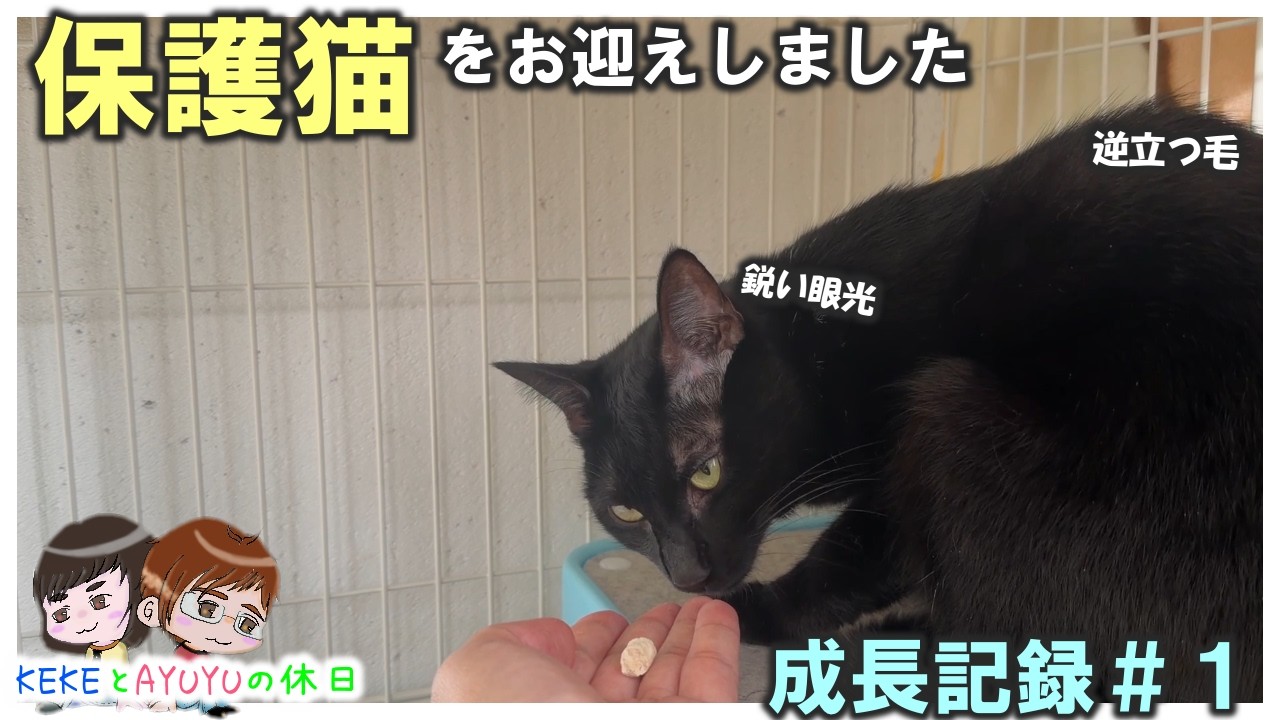 保護猫】お迎え初日〜3日目までの記録【part1】 - YouTube