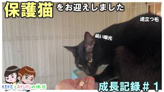 保護猫】お迎え初日〜3日目までの記録【part1】 - YouTube