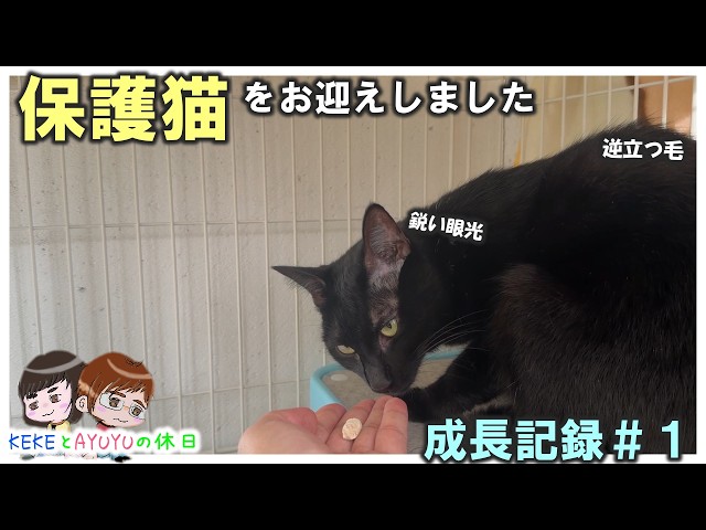 保護猫】お迎え初日〜3日目までの記録【part1】 - YouTube