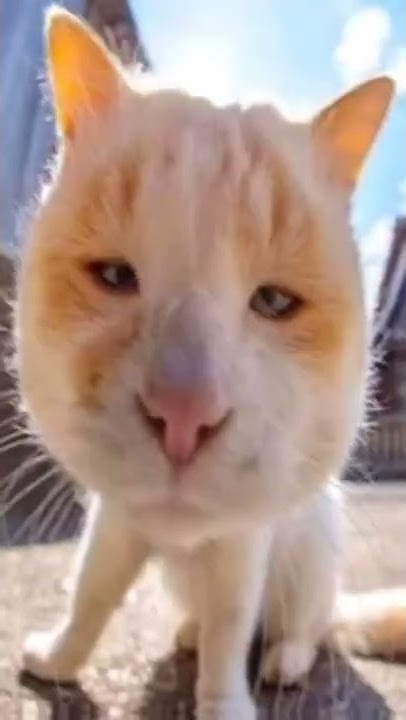 TIKTOK kucing lucu viral #shorts