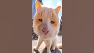 TIKTOK kucing lucu viral #shorts