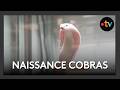 Naissance de bébés cobra à Planet Exotica