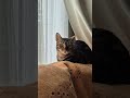 Busy radar ears 😻😎😺