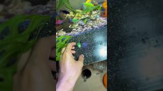 IKAN TERJUN DARI KETINGGIAN!! IKAN TERJATUH DAN HAMPIR MATI #shorts