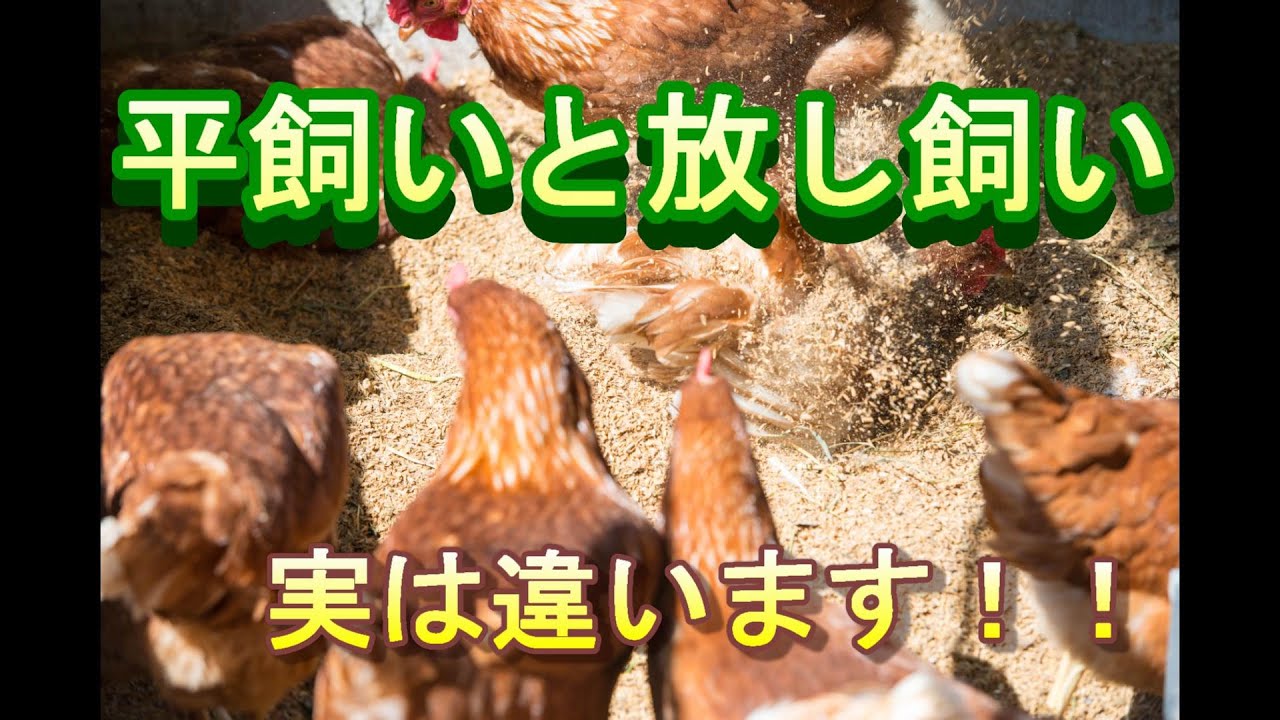 平飼いと放し飼いは違います！ プロ養鶏家が話します！　蓮ヶ峯農場