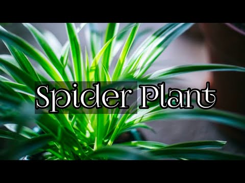 Spider Plant Care / How To Care For Spiders Plant