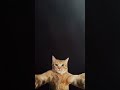 Yakında bir video yapılışı geliyor
