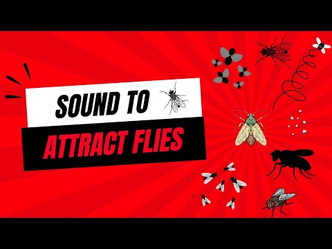 Sound That Attracts Flies INSTANTLY