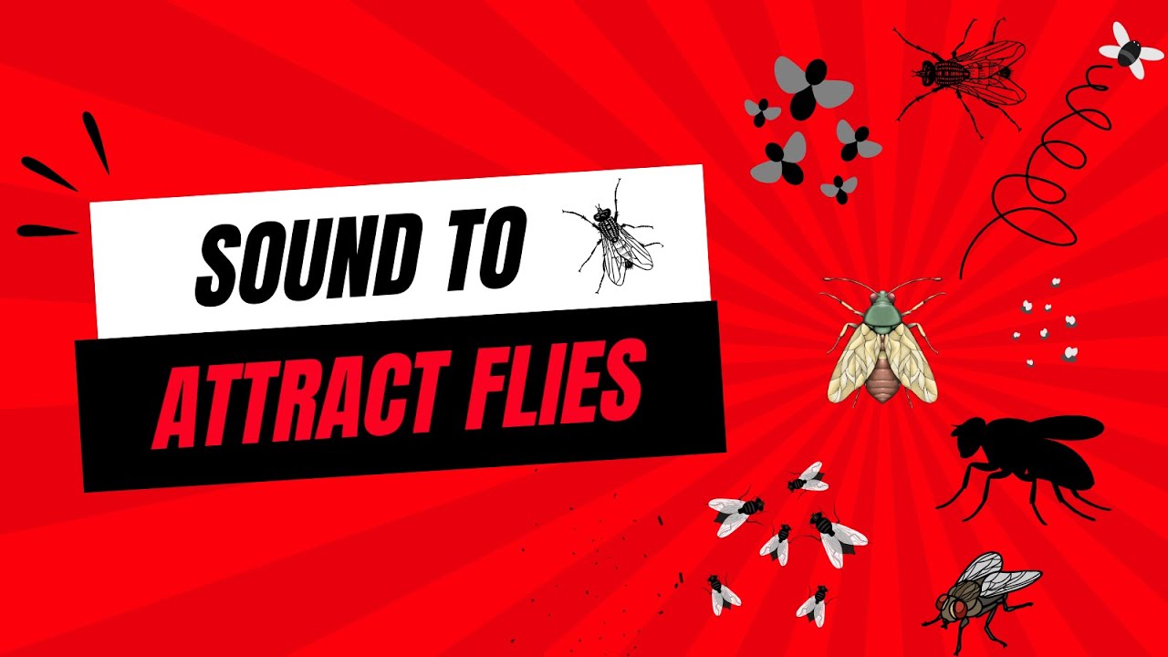 Sound That Attracts Flies INSTANTLY