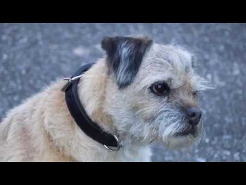 Vidéo: Comment faire des colliers de chien en cuir brut