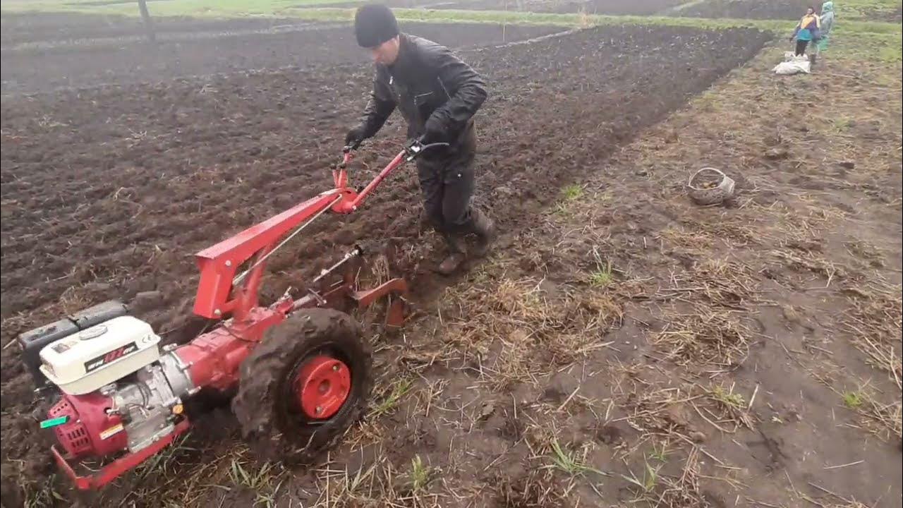 Посадка картофеля под плуг. Посадка картофеля мотоблоком под плуг. Посадка картофеля под мотоблок плугом. Посадка картошки мотоблоком под плуг. Посадка картофеля мотоблоком МТЗ под плуг.