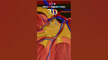 KIDNEY FUNCTION IN 3D Shorts Shortvideo Shortsfeed Shortsviral Shortsyoutube Biologicalinfo6 