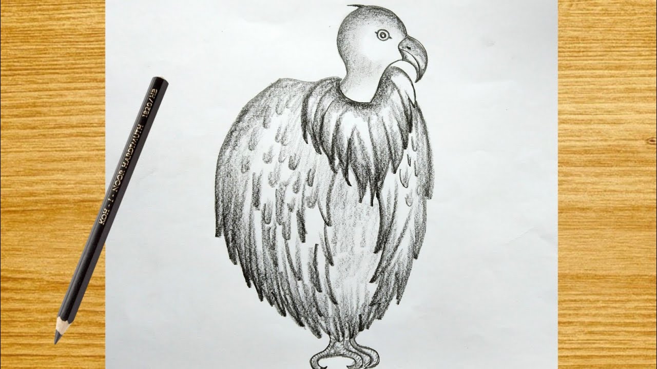 How to Draw a Vulture  Easy Drawing Art  Animal stencil Animals black  and white Drawings