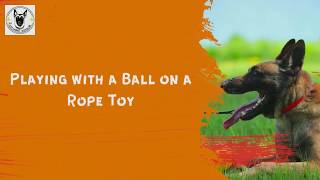 How to Play with a Ball on a Rope Toy with Your Dog