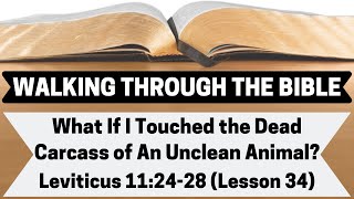 What If I Touched the Dead Carcass Of An Unclean Animal [Leviticus 11:24-28][Lesson 34][WTTB]