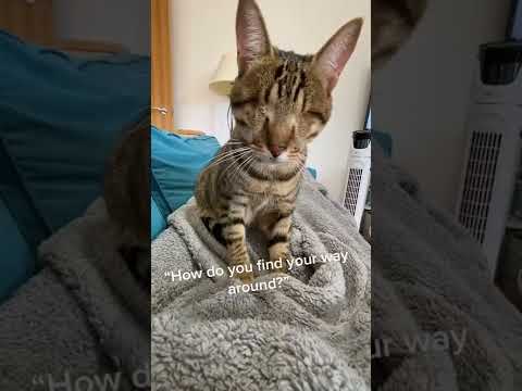 This Poor Kitty tiktok blind cat dmitri