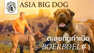 ตลุย !!!แอฟริกาใต้ถิ่นกำเนิด BOERBOEL #1 / ASIA BIG DOG / Ep.10