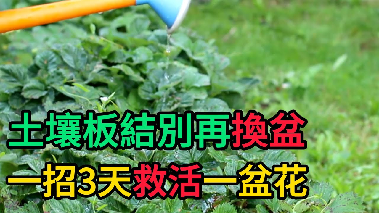 【養花】土壤板結“別再換盆”了！撒一把“過期酵母粉”，3天“救活”一盆花！ #養花 #園藝 #新手養花